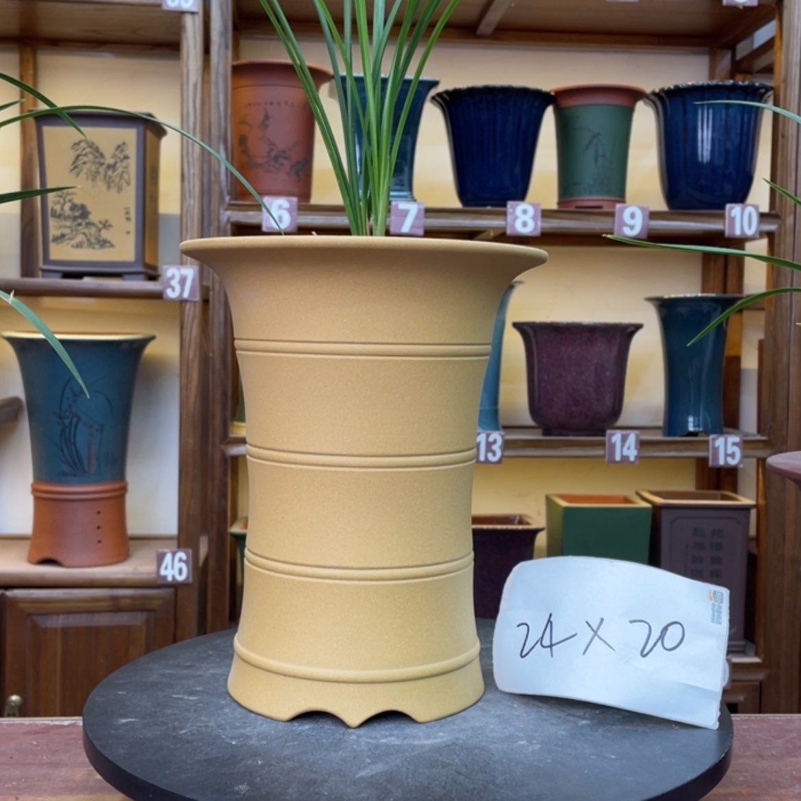 【闪购商品】紫砂花盆兰花455685552569655666