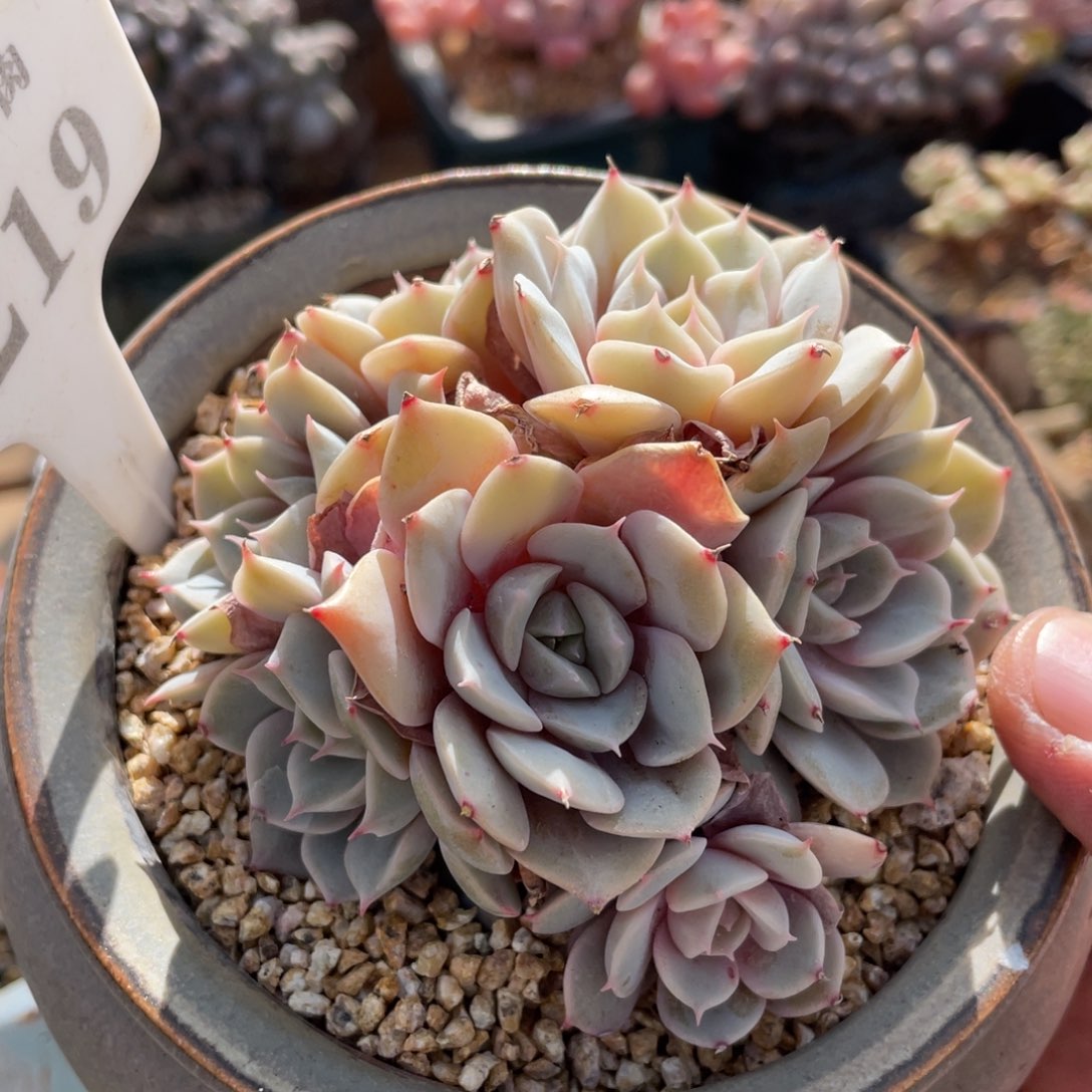 0219雪域蓝光不带盆7厘米