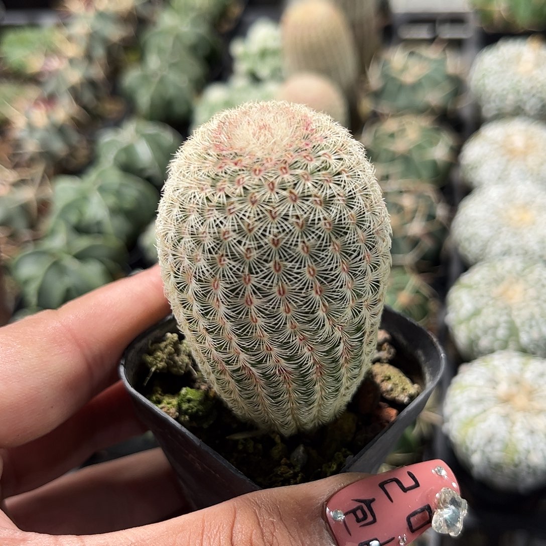 红太阳单头发货单头发