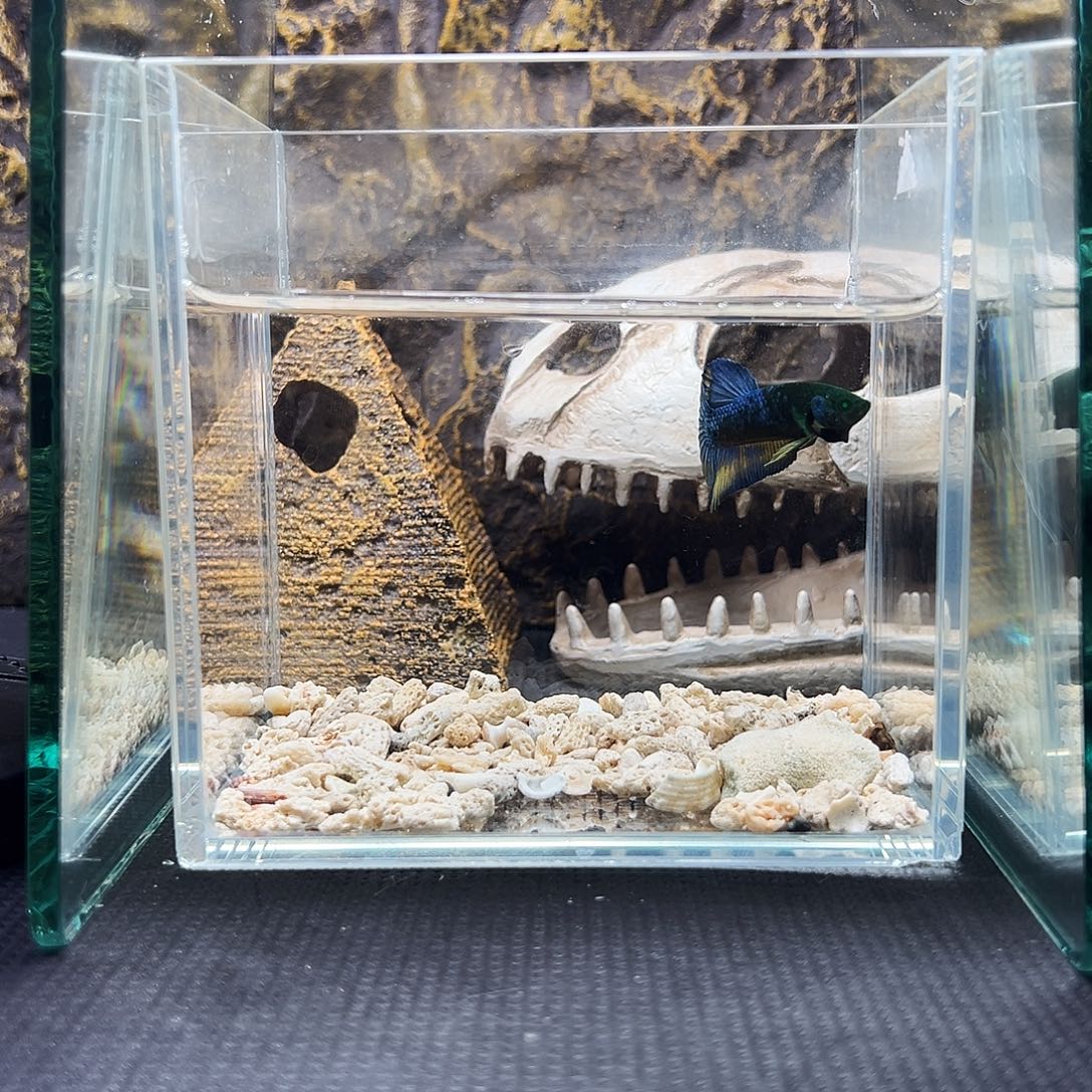 斗鱼精品家哦精品精品精品