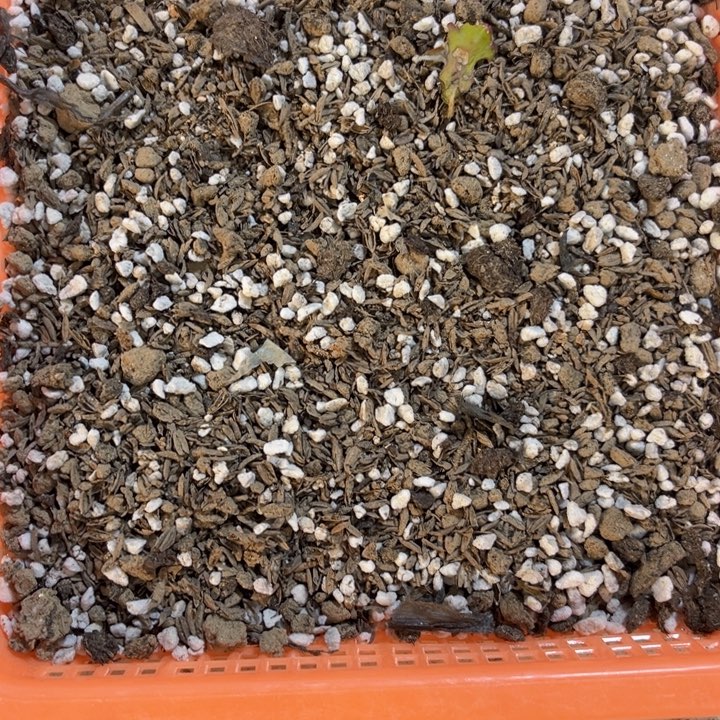当前无花栽培后可以开花五斤花土