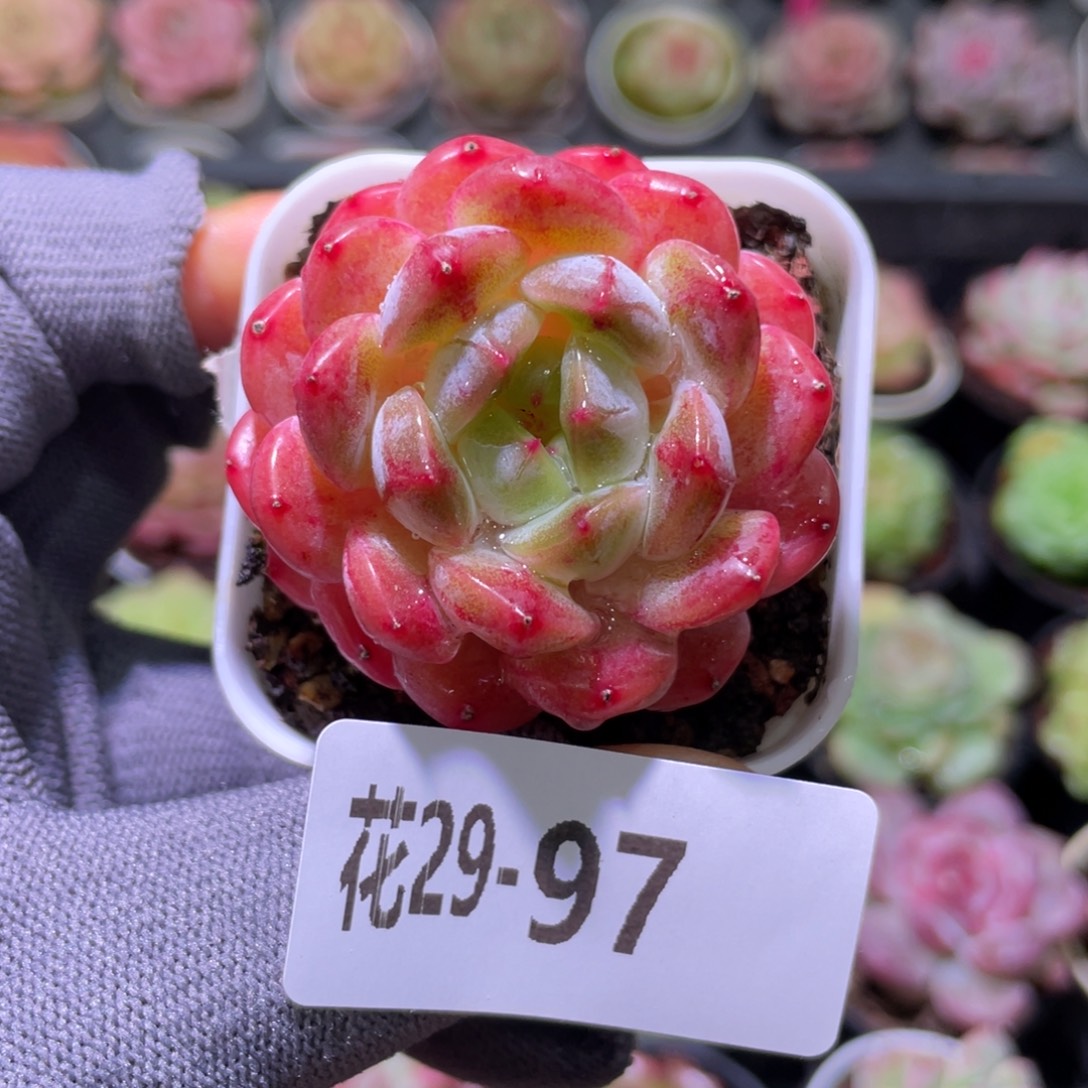 花利美29-97露水红颜