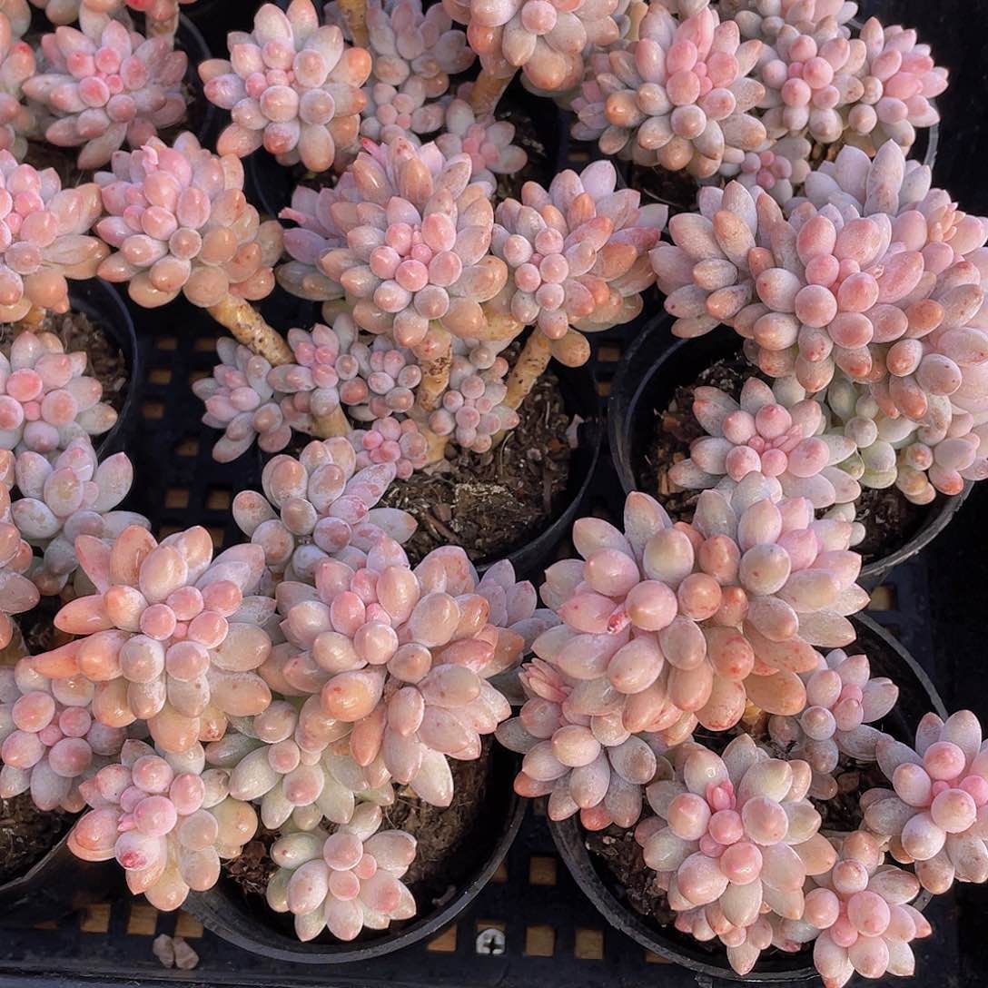 量拍55号 老桩婴儿手指大群生一个