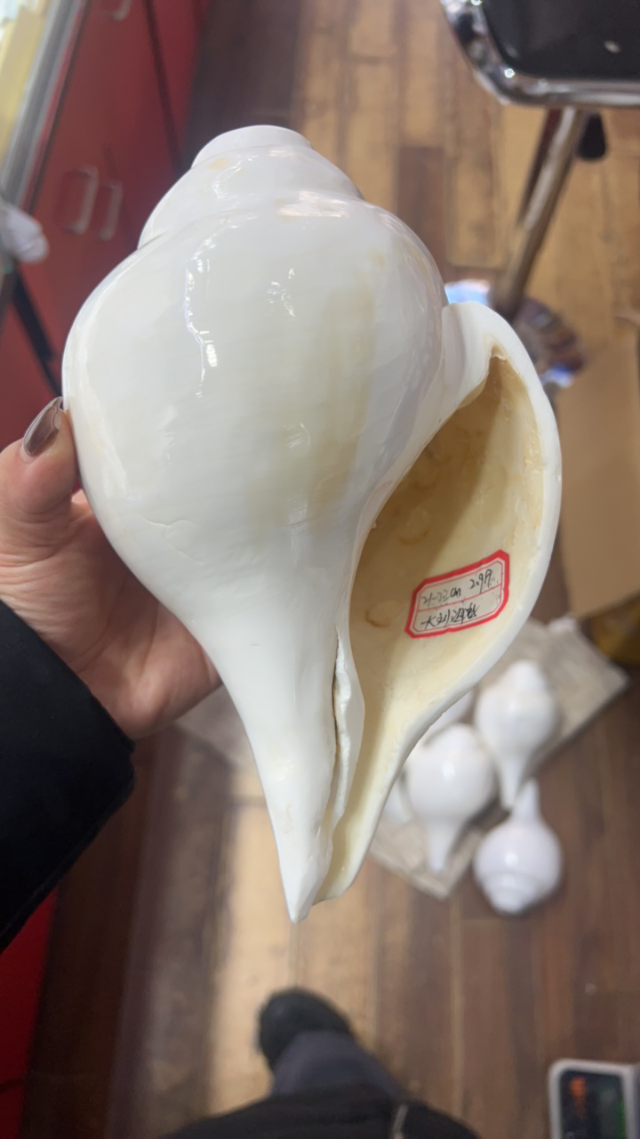 天然尼泊尔右旋 2.9斤重21-22厘米 一物一图