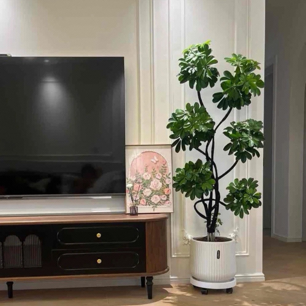 造型鸭脚木大型室内盆栽鸭掌木净化空气办公室客厅四季常青绿植