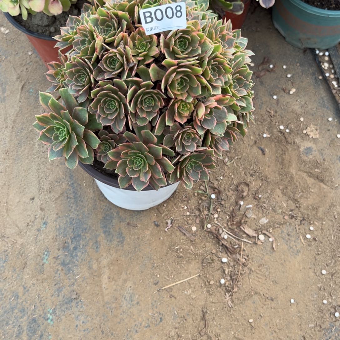 008半夏多肉植物法师