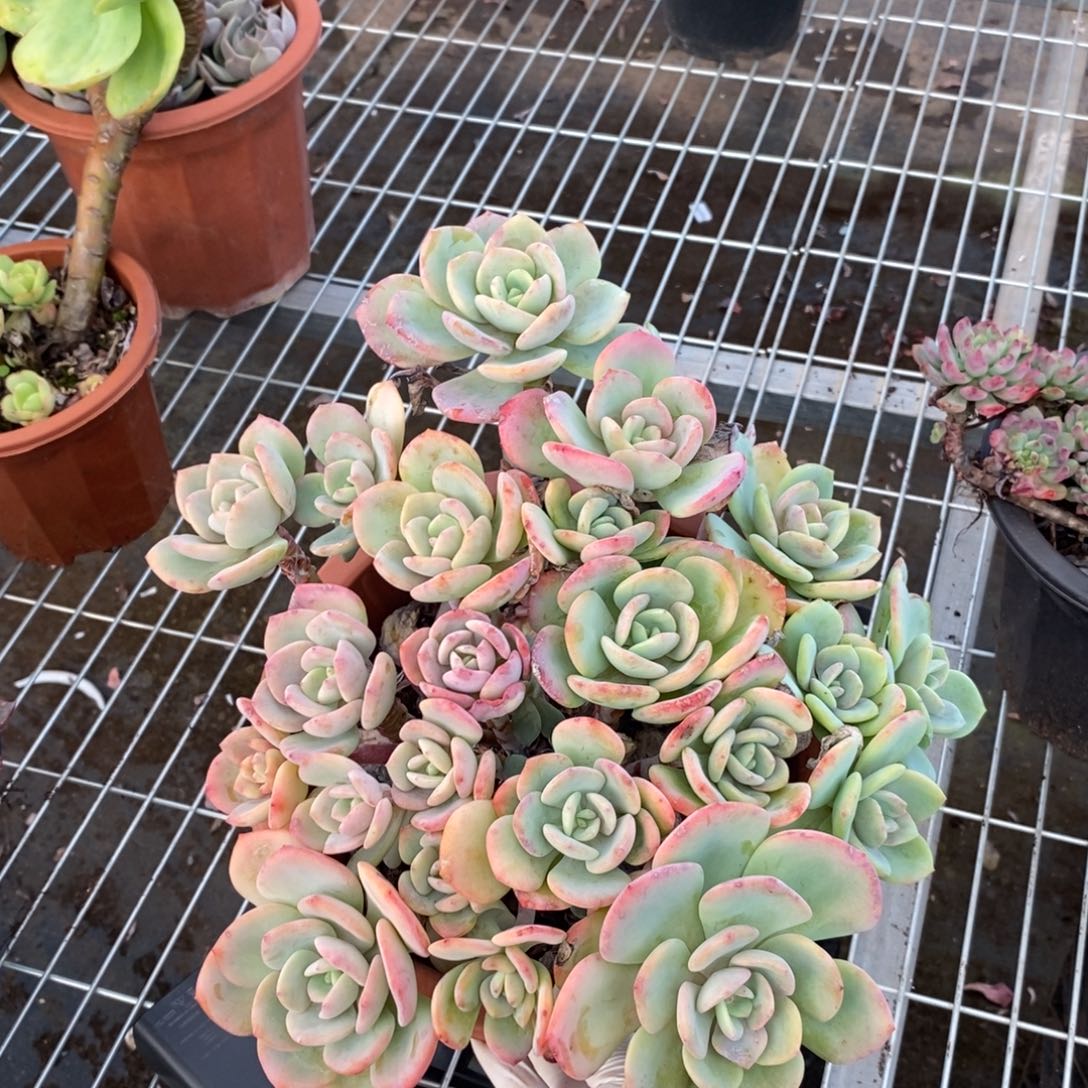 19920白月光一物一拍