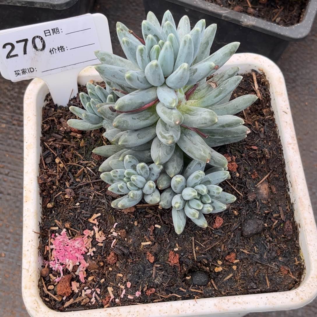 伊卡鲁斯多肉植物270