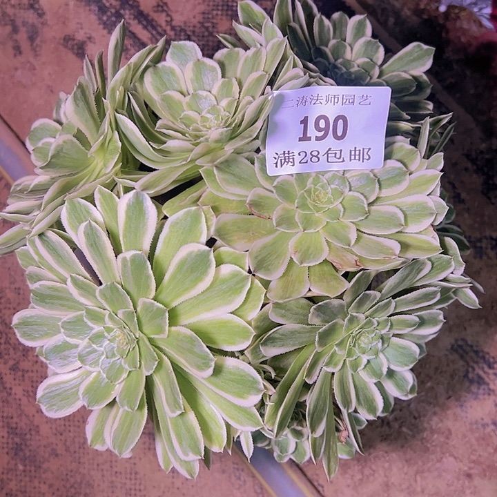 190碧浪多肉植物老桩