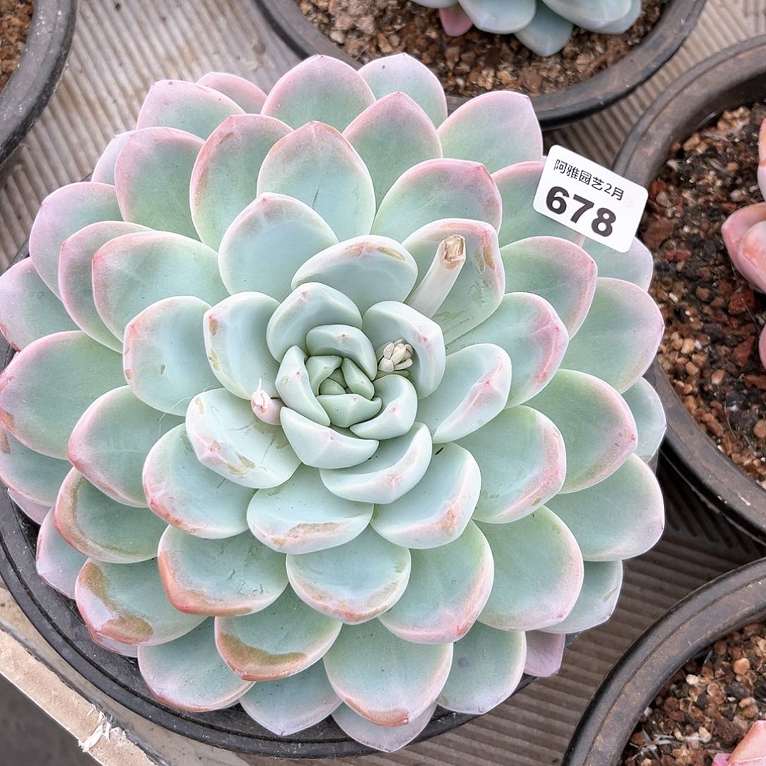 阿雅园艺。      678