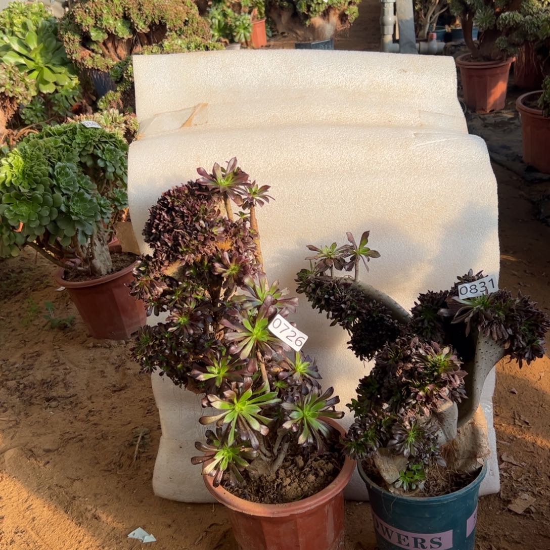 伤多两颗黑缀726.831