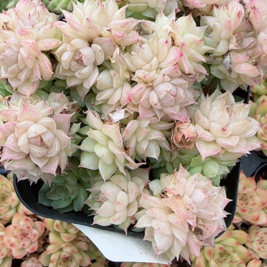 花语逸境0216-552散