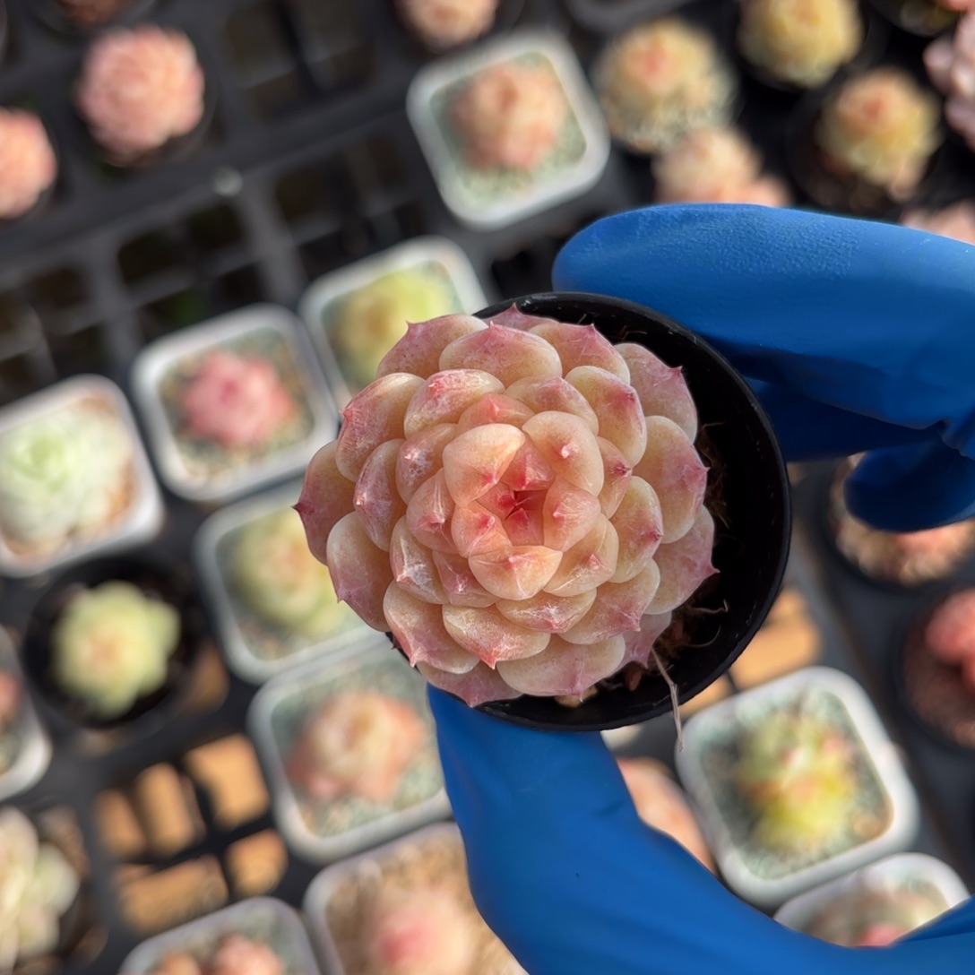 初荷糖心一物一拍