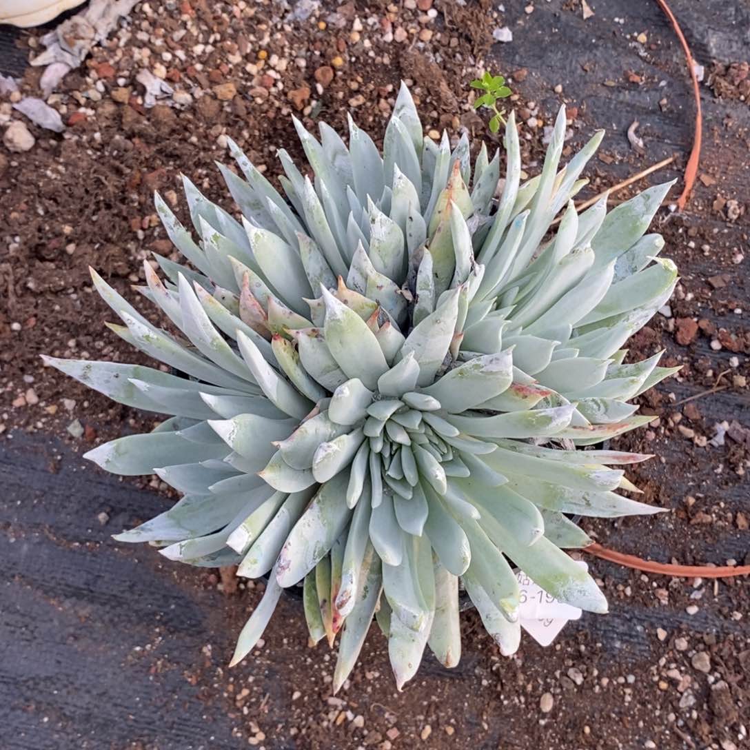 199号苹果叶大群呀