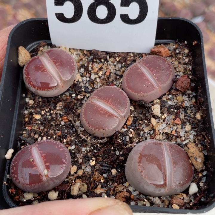 585ko母本带盆满18包邮