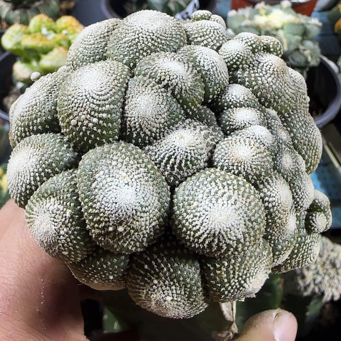 松露玉大群头985仙人球开花