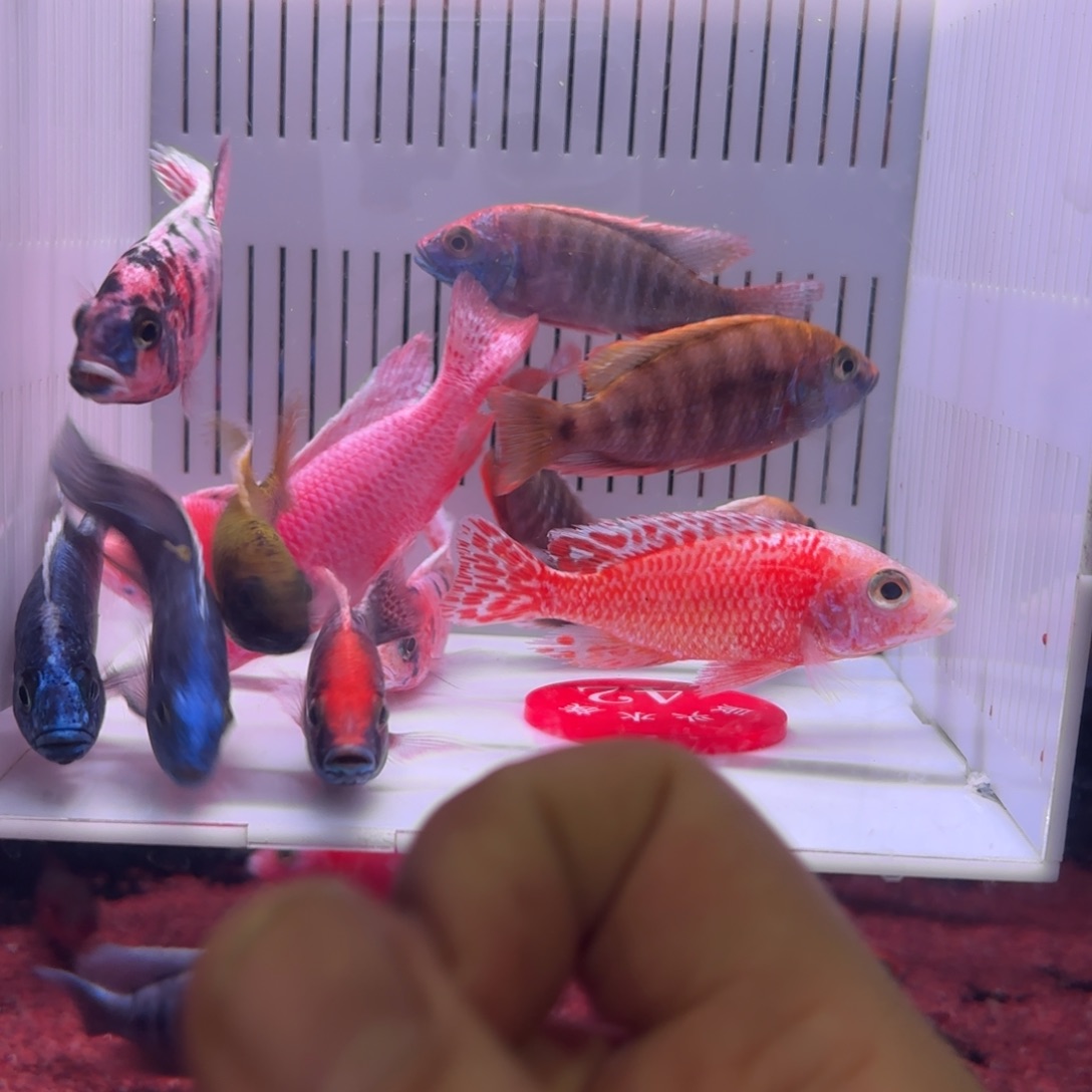 慈鲷鱼直播42号12条其中备损2条