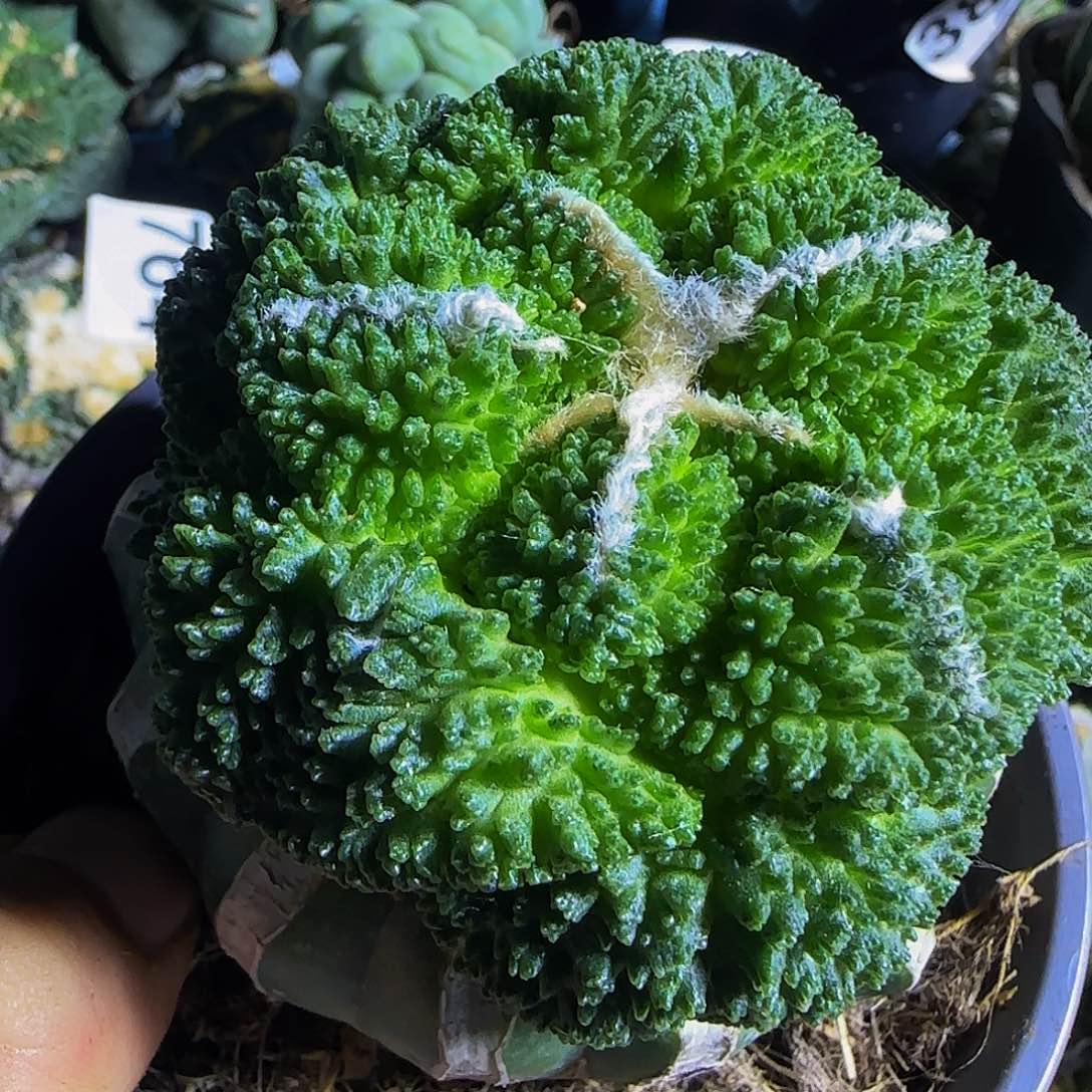 大尤哥斯拉739仙人球开花