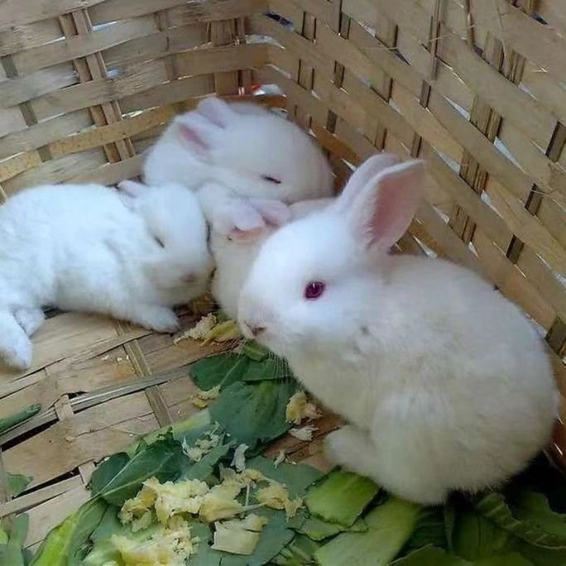 肉兔活体小兔子活物比利时批发花兔小白兔宠物兔健康好养活繁殖强