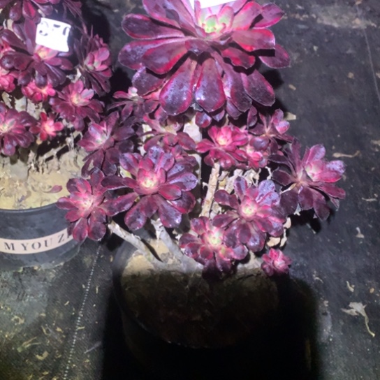 多肉植物353多肉