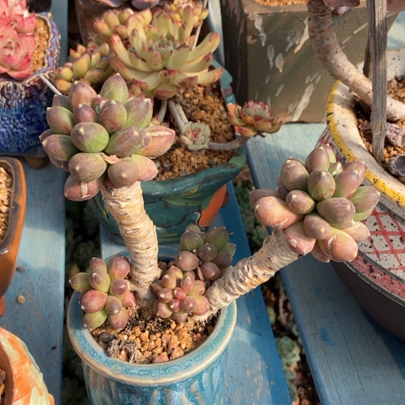 【闪购商品】赵*千代田