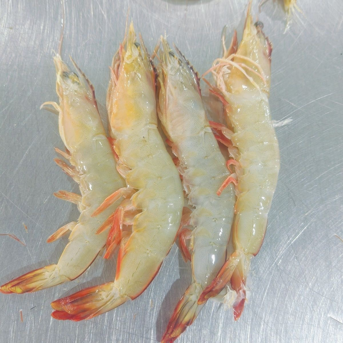 神泉本港野生白刺虾（明虾）当天新鲜现捕速冻发货