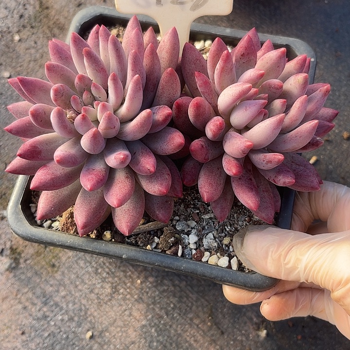 两单包邮，一物一拍128金鱼姬