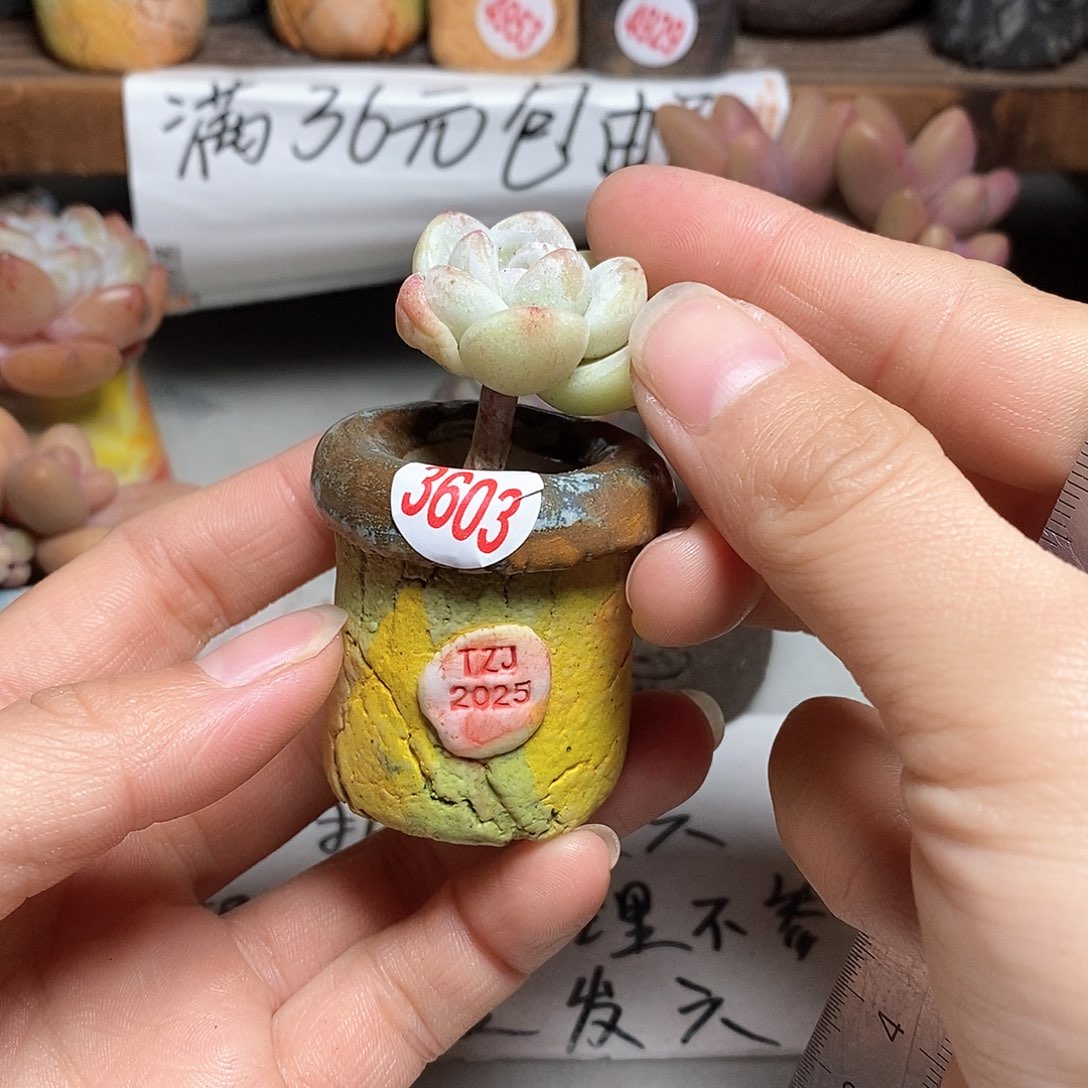 红陶拍5送一个小