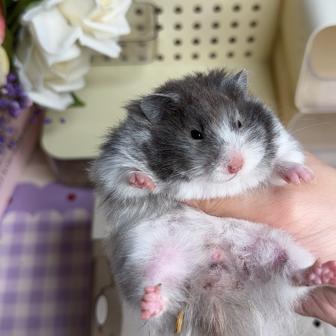 29黑波妹妹3.16生日