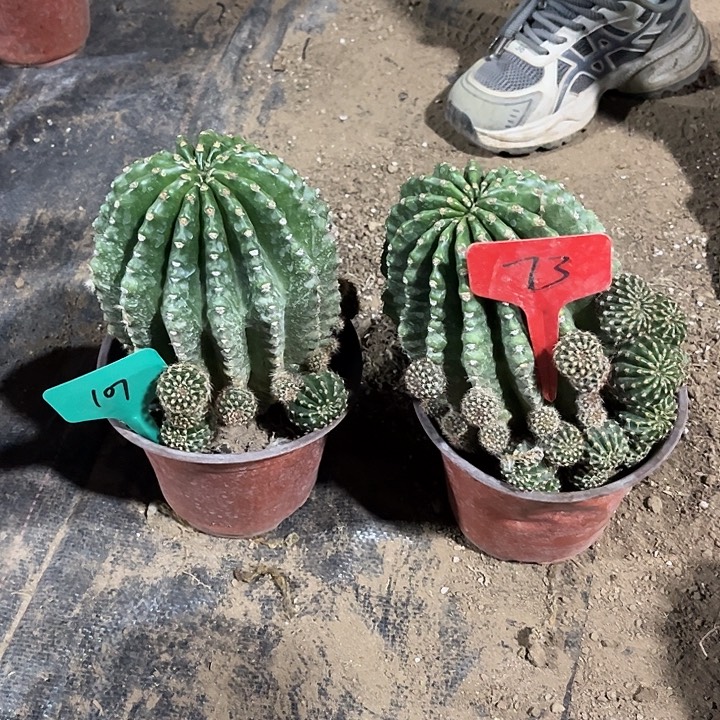 ****️农淘金两颗107和73