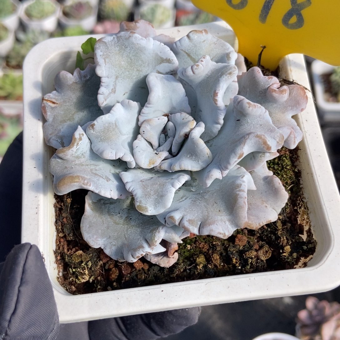 898饺子皮多肉植物多肉