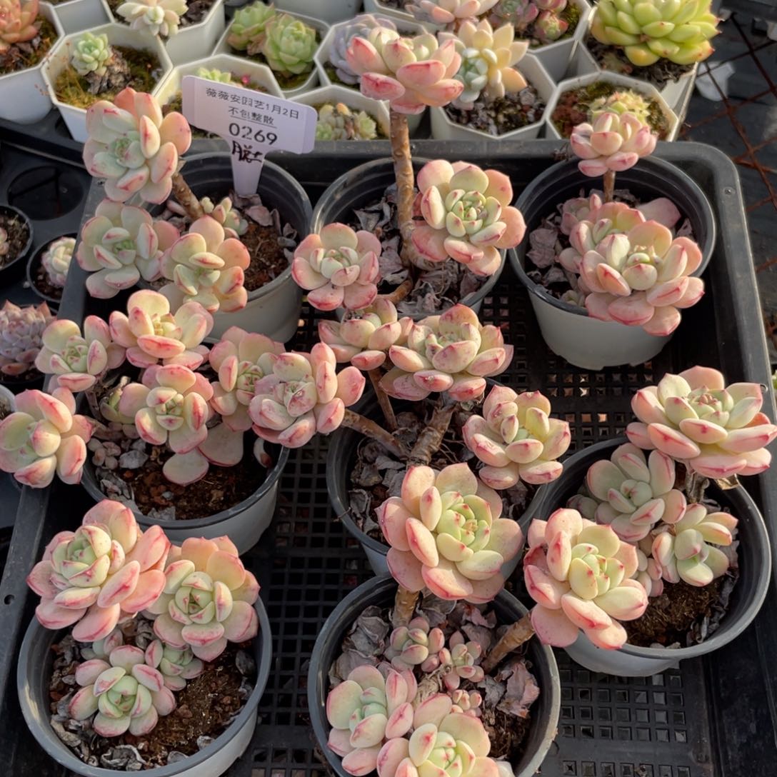 不包整散 盆子不售后0269