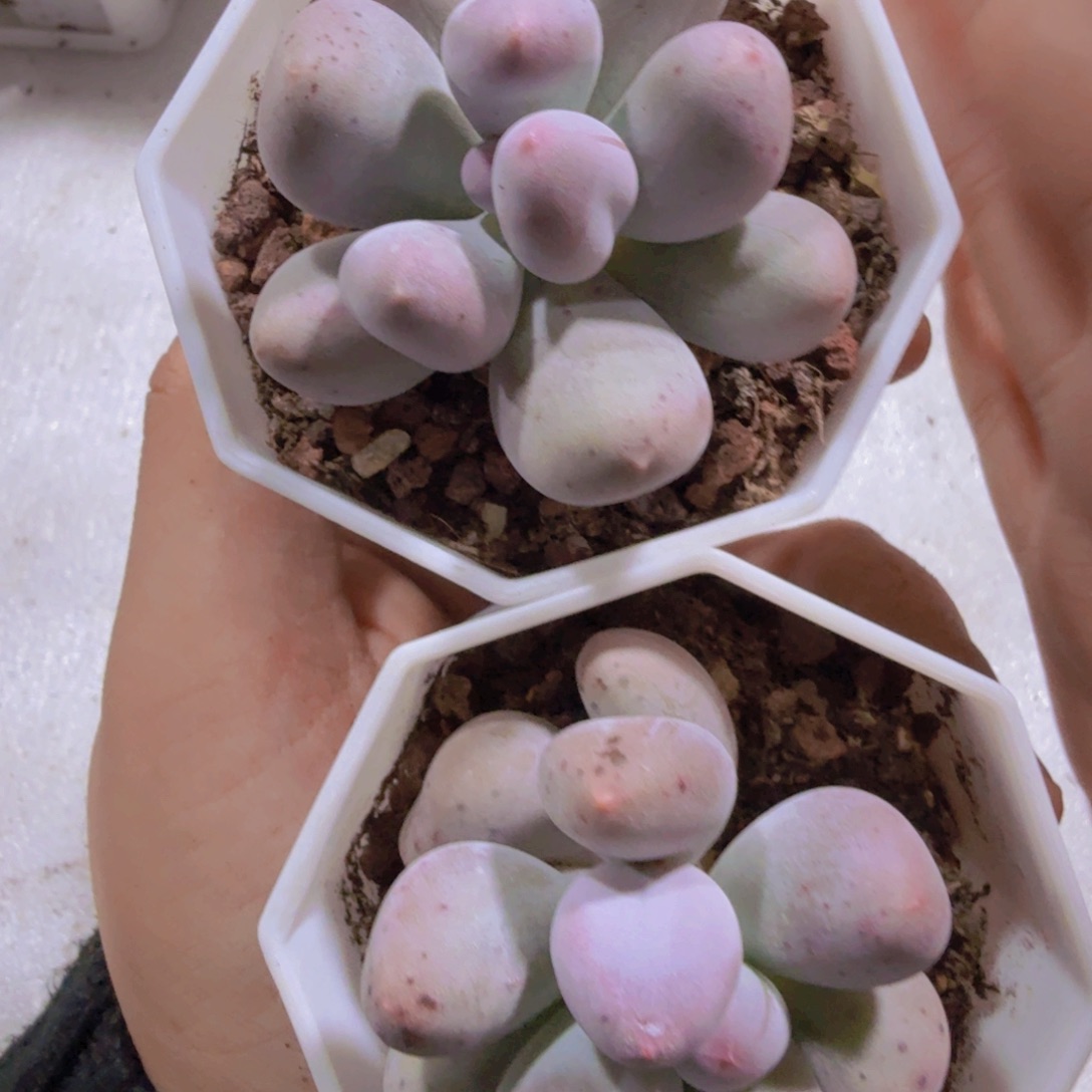 米可奶酪八角盆一颗