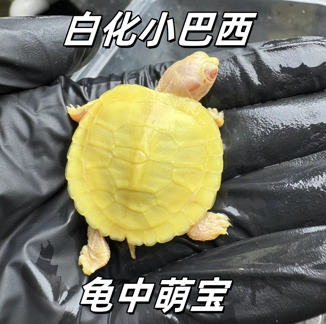 【直播间选龟】一物一拍白巴地图东锦等龟