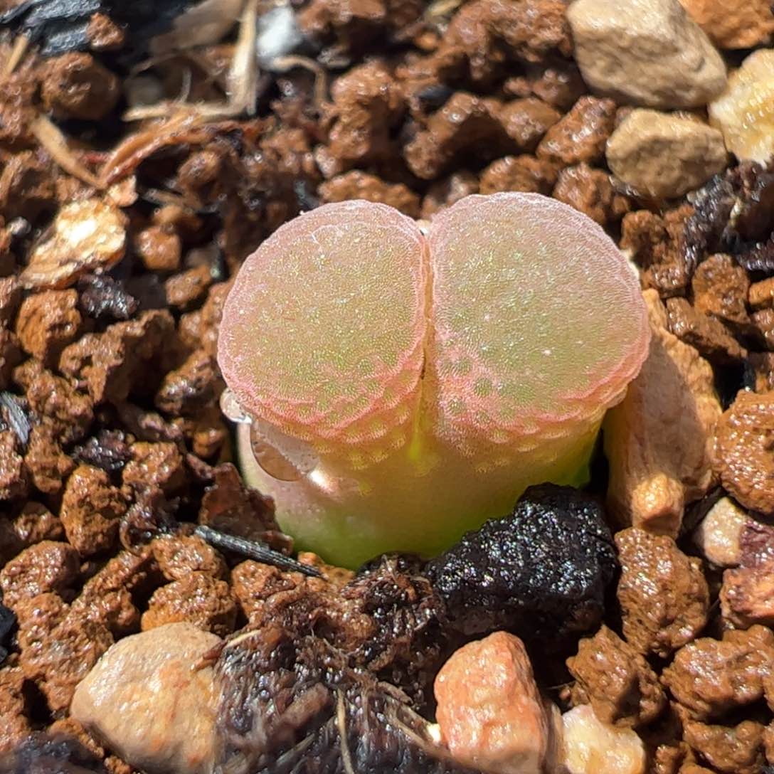 563多肉植物百科