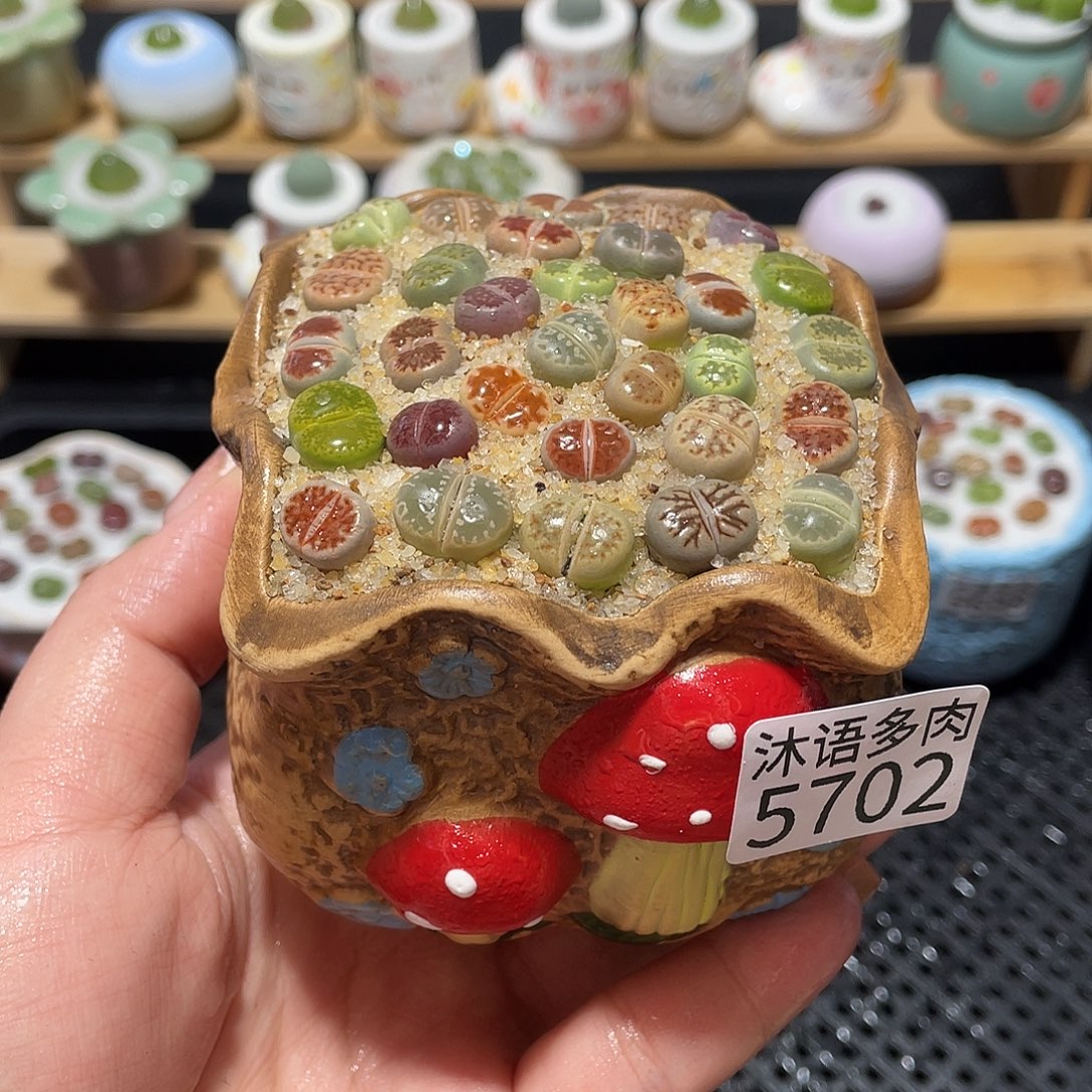 带盆土植物 一物一拍5702