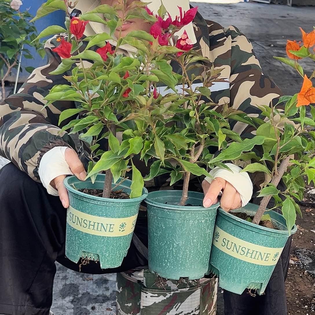 大部分开放少量花苞紫桑巴，红桑巴，橙桑巴三颗组合掌中宝
