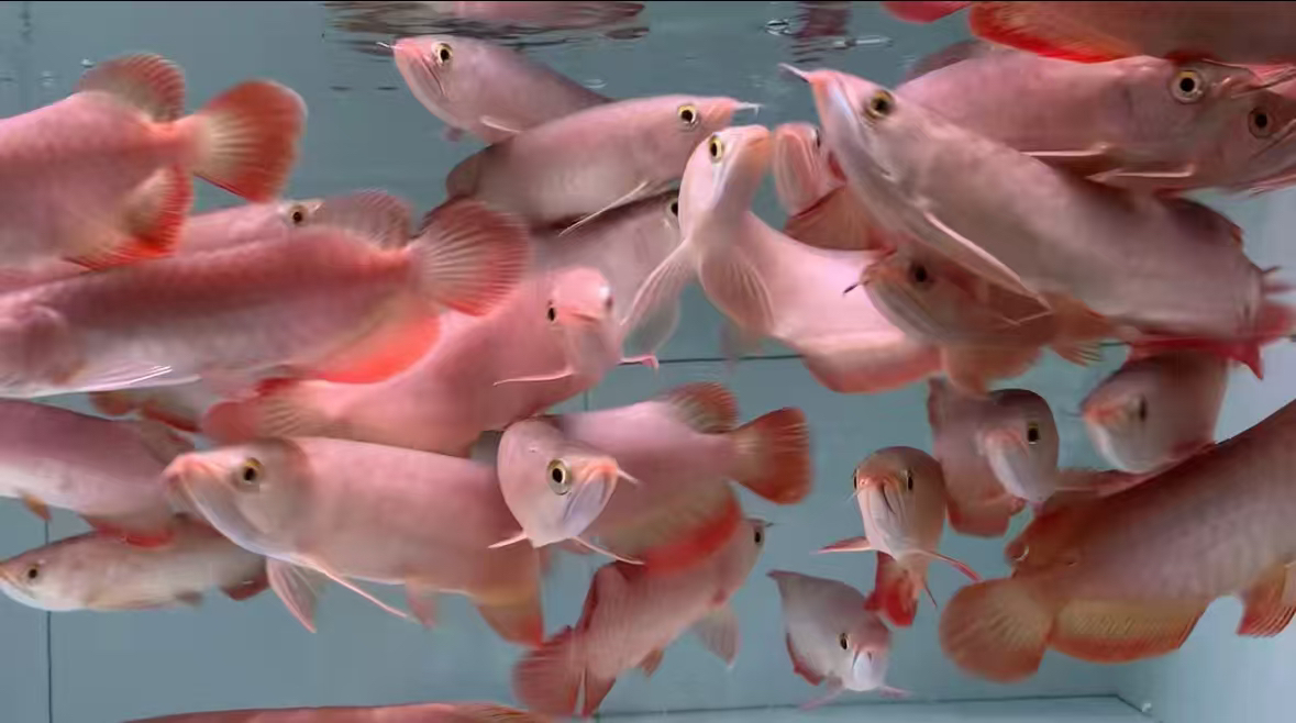 【直播改价】印尼产进口练手小红龙鱼大湖辣椒红龙热带高端淡水鱼