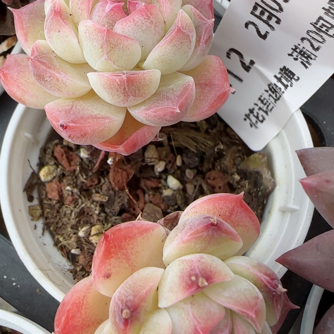 花语逸镜0205-412