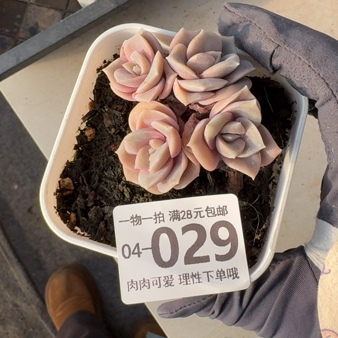 可爱玫瑰无盆土发货