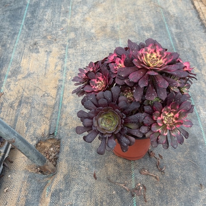 35烟花多肉多肉多肉