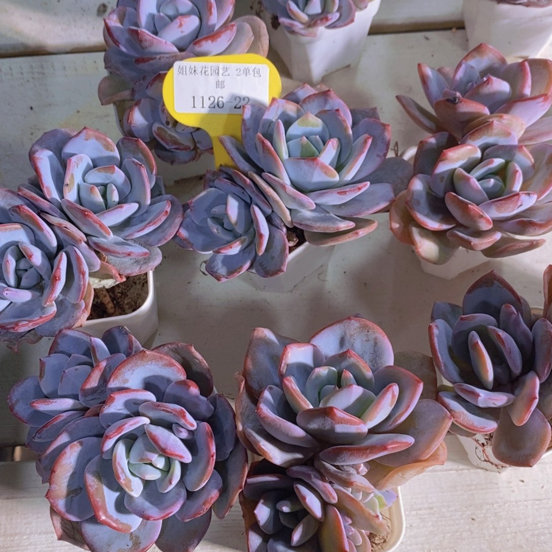 1126-22-精品韩版老桩奶茶双头一个