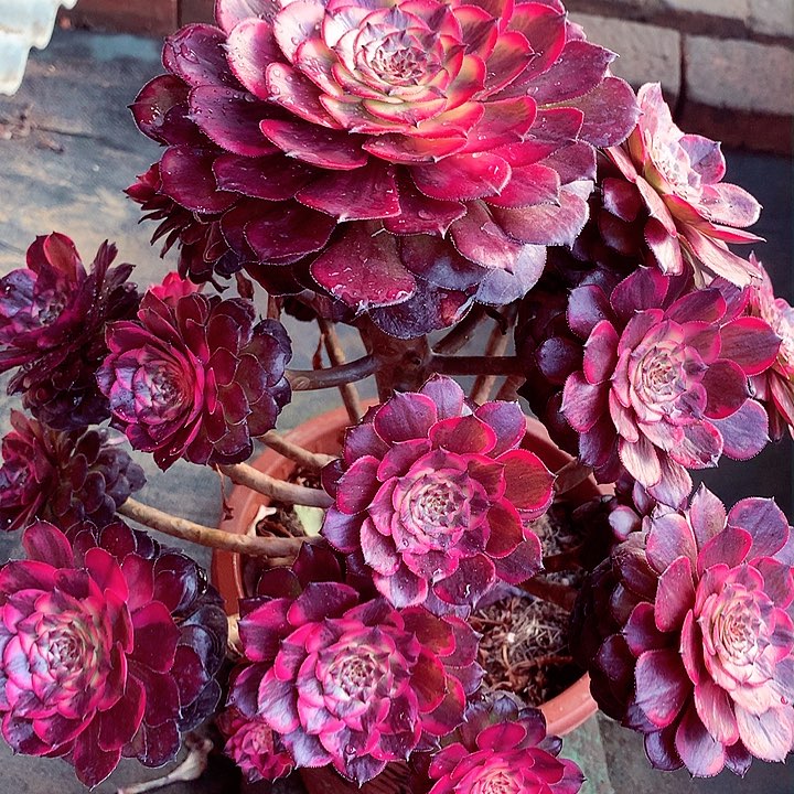 智****柜法师捧花啊啊啊啊啊啊