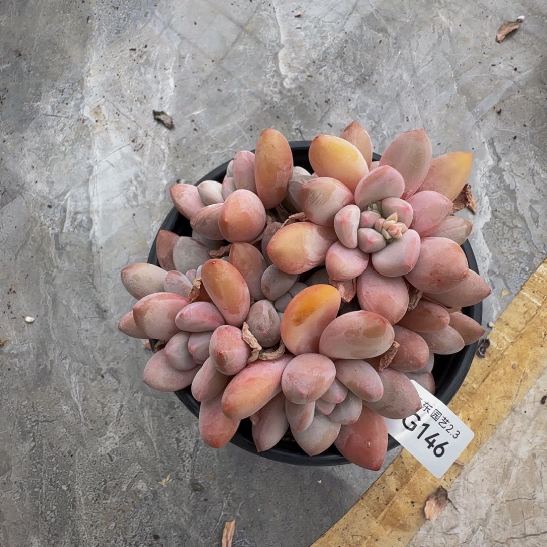 g g g g g g g 146