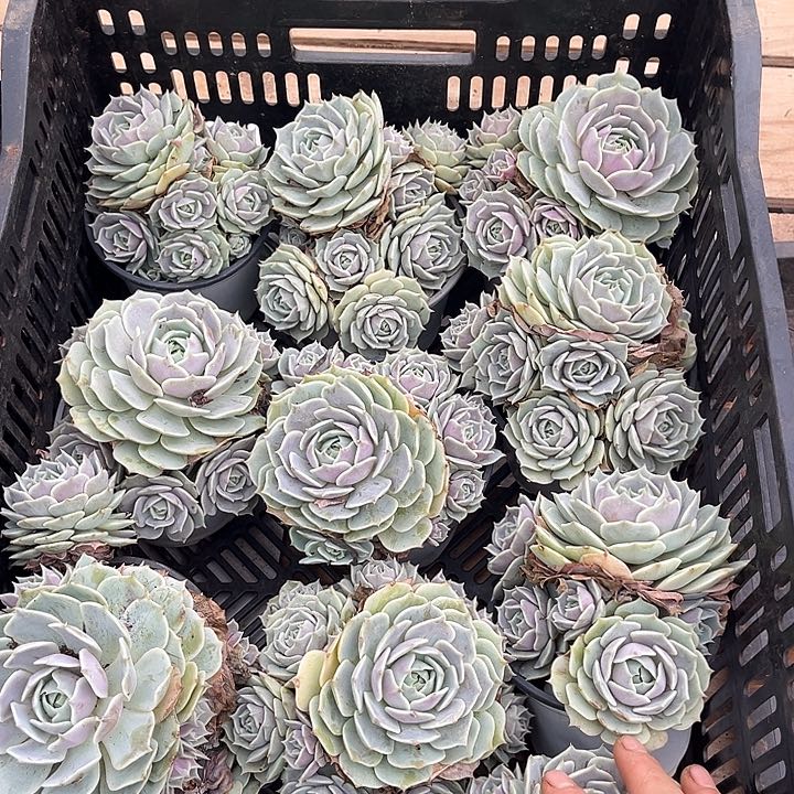 露那莲9.99多肉植物精品