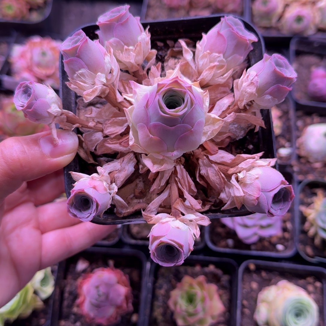 锦书玫瑰七方杯264