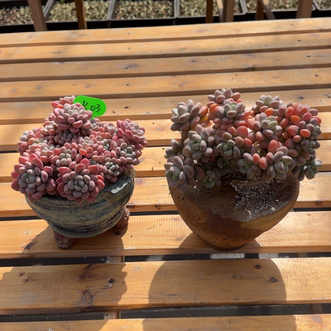 米***轨K03白鹭，洛神朵缀啊啊啊