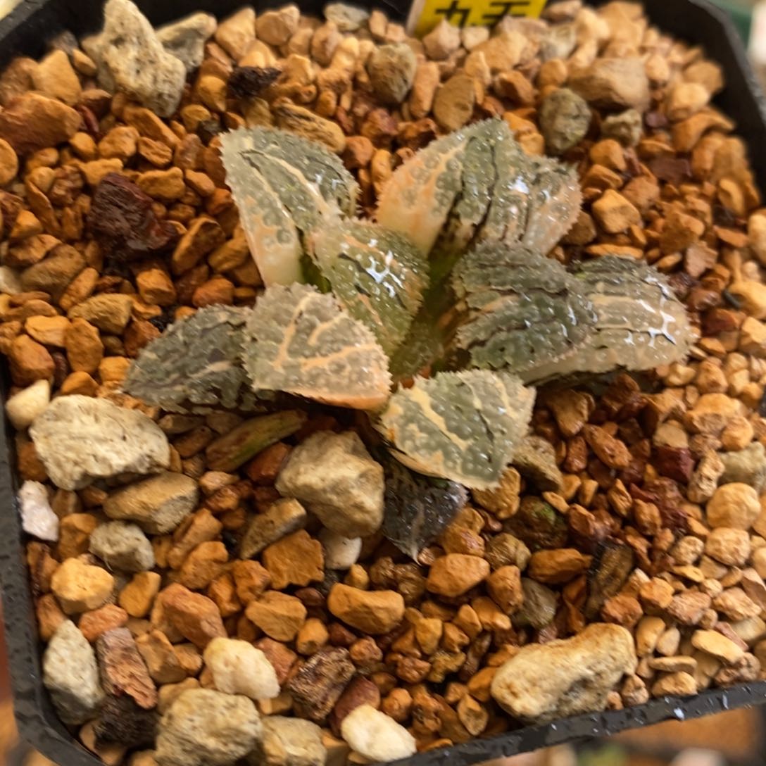 493号具味城锦带盆发货