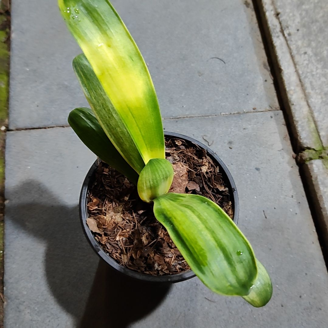 君子兰四季开花稀释甲醛