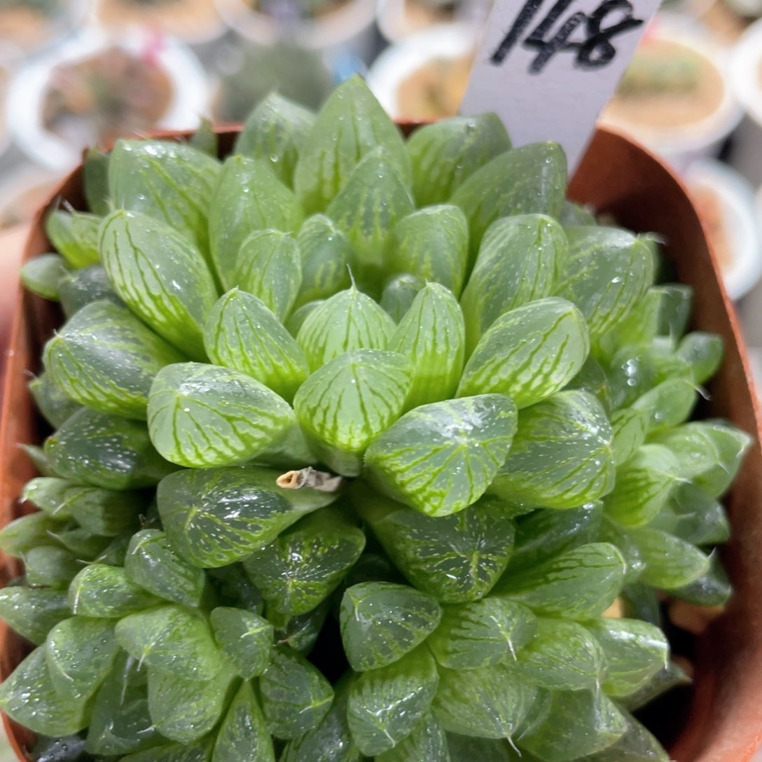 148雪花玉露群。